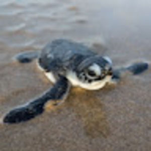 Meet your Posher, Layla